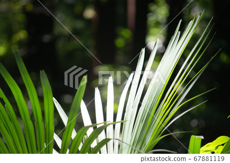 看見在森林裡明亮地發光的棕櫚葉 67881119