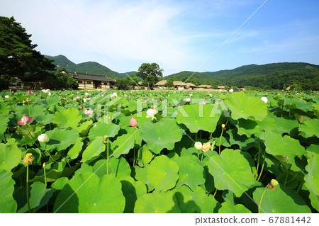 大江村Jashwahwa日 大江村Jashwahwa日 67881442