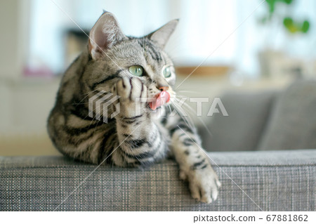 Cat with cheeks Cat with cheeks 67881862