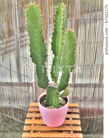 Cactus thorns and dripping water drops 67882175