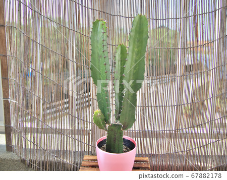 Cactus thorns and dripping water drops 67882178