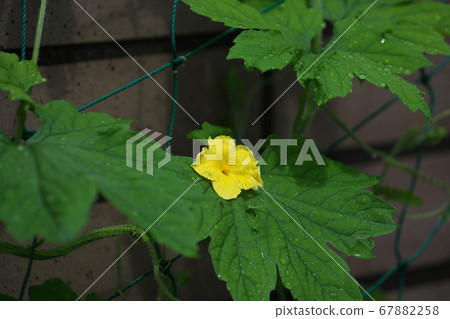 Male flowers blooming on a bitter melon curtain in a home garden Male flowers blooming on a bitter melon curtain in a home garden 67882258