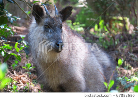 Antelope Antelope 67882686