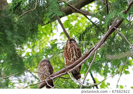 Blue-backed Owl parent and child resting on a tree branch Blue-backed Owl parent and child resting on a tree branch 67882922