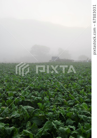 A field where the morning sun began to rise from the morning mist 67883031