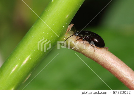 五月中旬，黑色昆蟲。我在一個年輕的分支上，有紅色的皺紋，在灌木叢的邊緣 67883032