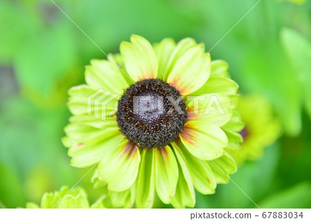Yellow-green flower purple cornflower 67883034