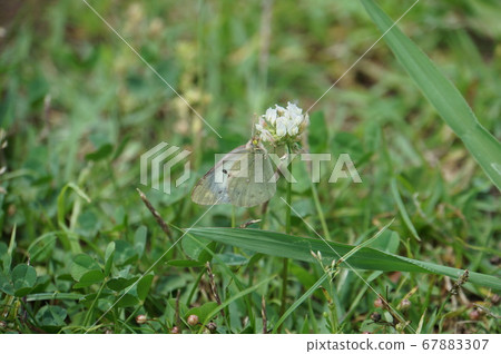 The female of the monkey fox The female of the monkey fox 67883307