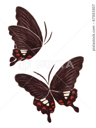 玉斑鳳蝶 玉斑鳳蝶 67883807