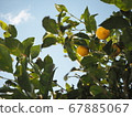 Lemon tree growing in the blue sky 67885067
