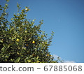 Sky and lemon tree 67885068