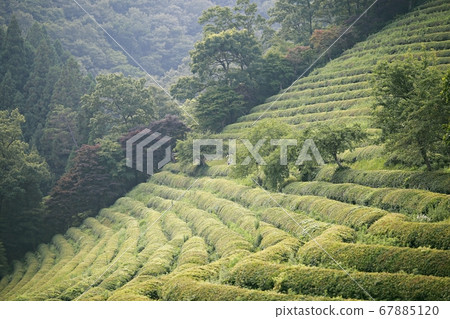 Green tea field in summer day, Green tea field in summer day, 67885120