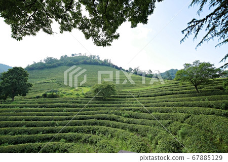 在夏季的綠茶領域， 67885129