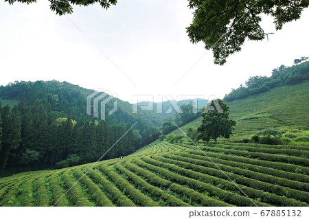 Green tea field in summer day, 67885132