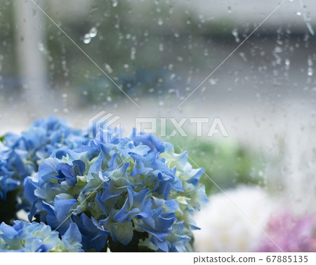 Rain and hydrangea 67885135