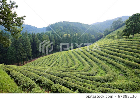 在夏季的綠茶領域， 67885136