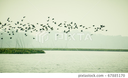 Flock Of Cormorant Shag Birds Flying Over Lake Flock Of Cormorant Shag Birds Flying Over Lake 67885170