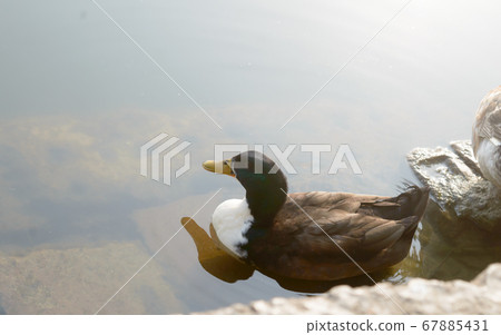Ducks bird water seabird (geese swans or Anatidae 67885431