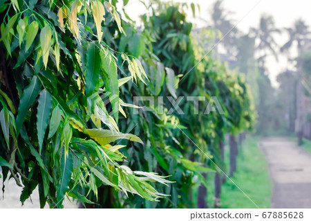 Vibrant green colour plant leaf Backgrounds Vibrant green colour plant leaf Backgrounds 67885628