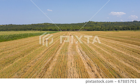 Aerial view: flying over the green cornfield and haystacks Aerial view: flying over the green cornfield and haystacks 67885701