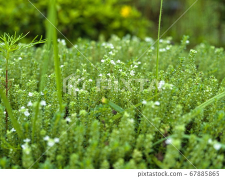 Green carpet Green carpet 67885865
