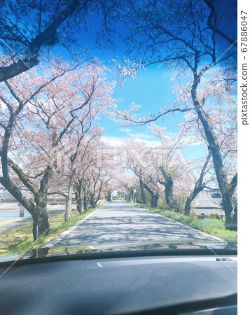 春天 櫻花 天堂 67886047