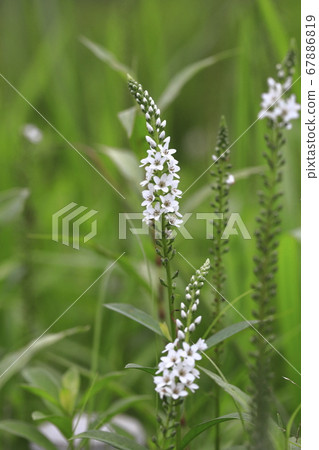 White Numateranoo (swamp tiger tail) flower 67886819