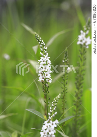 White Numateranoo (swamp tiger tail) flower 67886820