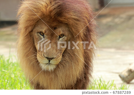 Male lion's face 67887289