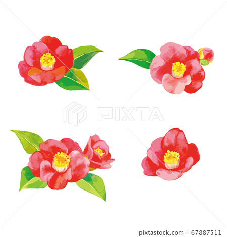 Watercolor style illustration of camellia 67887511