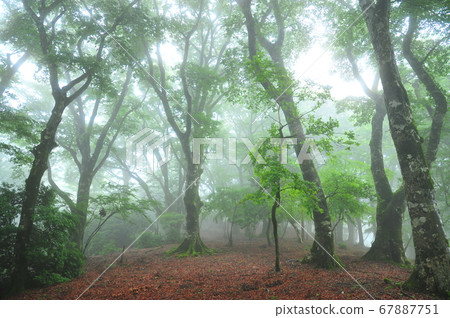 Fog beech forest Fog beech forest 67887751