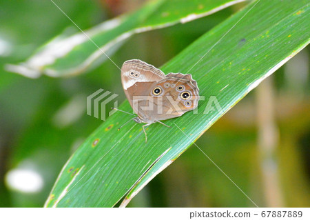 Janome蝴蝶 Janome蝴蝶 67887889