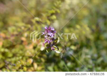 Foxley Thyme 67888136