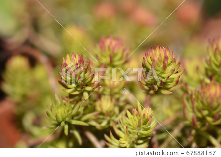 Rock stonecrop Angelina Rock stonecrop Angelina 67888137