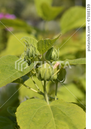 Hardy hibiscus 67888139