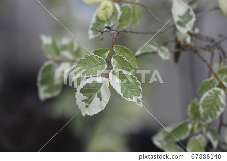 Small-leaved elm Silvery Gem 67888140