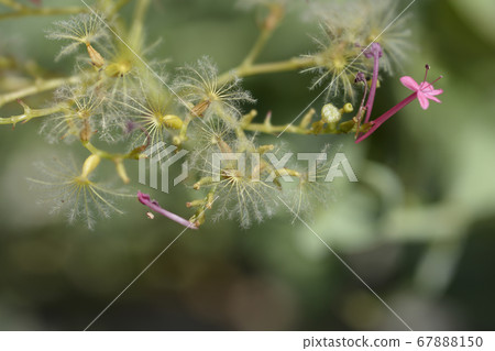 Red valerian Red valerian 67888150