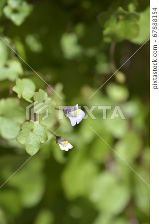 Kenilworth Ivy 67888154