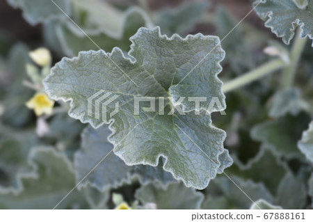 Squirting cucumber 67888161