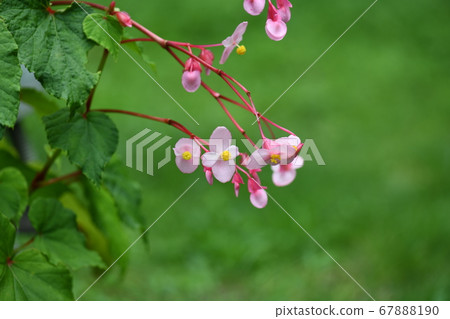 Flowering of Shukaido Flowering of Shukaido 67888190