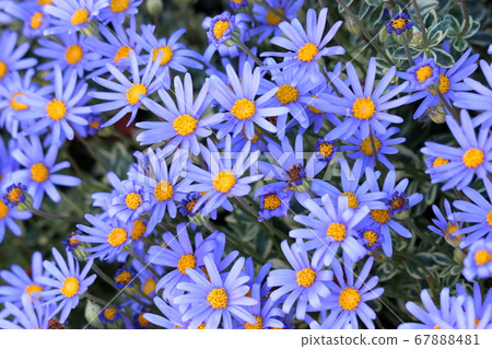 Colorful Japanese Daisies, Hinagiku, blue 67888481