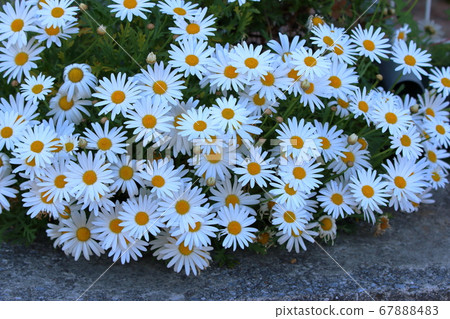 Colorful Japanese Daisies, Hinagiku, white 67888483