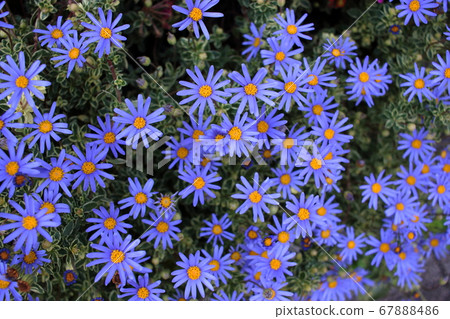 Colorful Japanese Daisies, Hinagiku, purple 67888486
