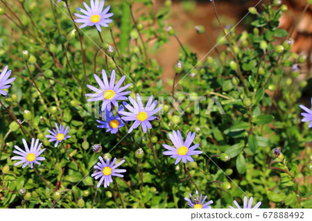 Colorful Japanese Daisies, Hinagiku, purple 67888492