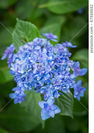 繡球花 六月 紫色 繡球花 雨季 日式 照片素材 圖片 6786 圖庫