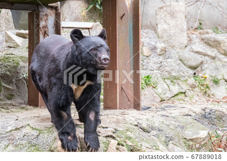日本黑熊（日本黑熊） 67889018