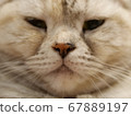 Close-up of a cat 67889197