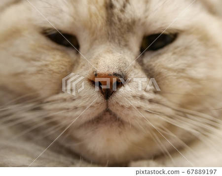 Close-up of a cat Close-up of a cat 67889197
