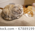 Two cats sleeping 67889199