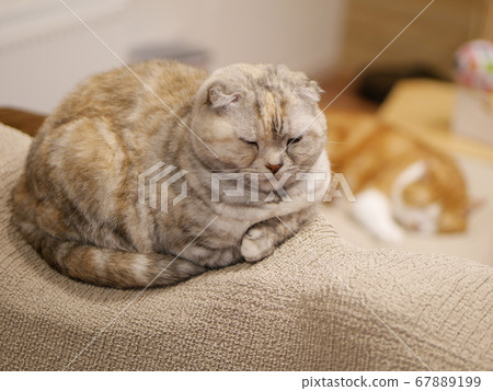 Two cats sleeping Two cats sleeping 67889199